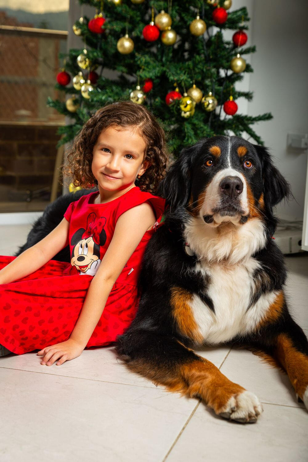 Family and pet photography in Mississauga — a young girl sitting with a Bernese Mountain Dog during a Christmas portrait.